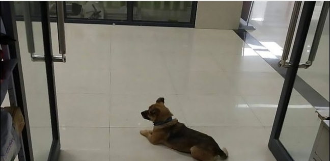 الكلب في بهو المستشفى