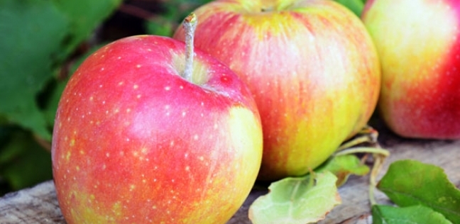 باحثون يبتكرون نوع جديد من التفاح تصل صلاحيته لعام كامل