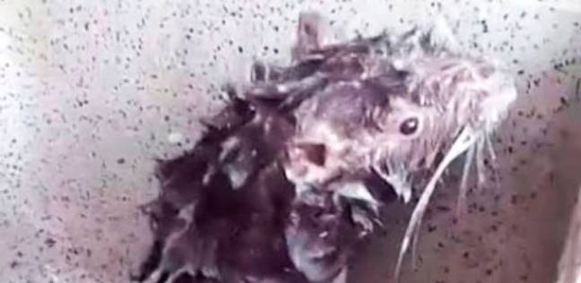 فأر يستحم بالشامبو كالإنسان