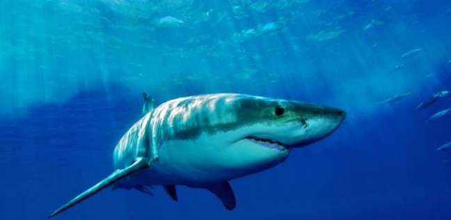 تستعرض "الوطن" فيما يلي، أبرز الأنواع الخطيرة والمفترسة  من أسماك القرش