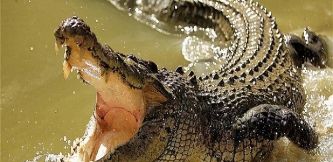 تمساح - صورة أرشيفية