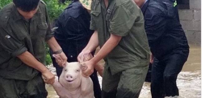 الخنزير في أثناء إنقاذه