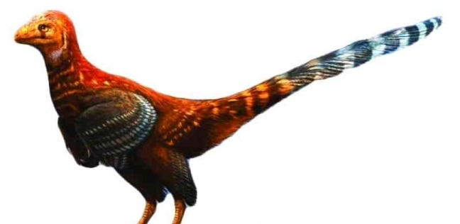 علماء من إنجلترا يتوصلوا إلى وجود ديناصور على شكل دجاجة من 110 ملايين سنة