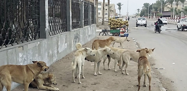 عدد كبير من الكلاب فى شوارع المدينة