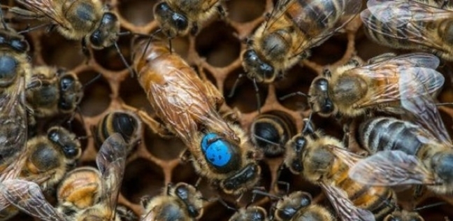 مجموعة من النحل