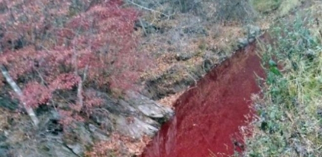 بسبب الخنازير.. نهر الدم يثير الرعب في كوريا الجنوبية
