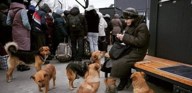 اصطحاب الأوكرانيين للحيوانات الأليفة في المطارات والمترو