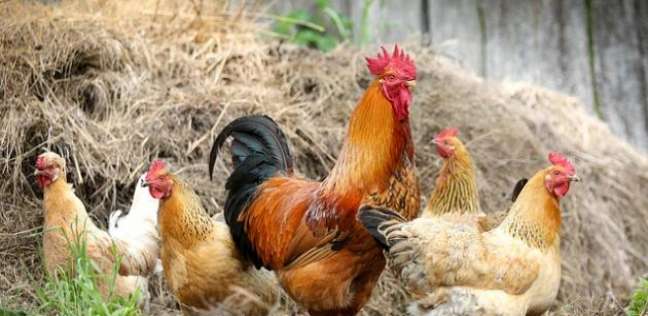 نشطاء يطالبون بفصل الديوك عن الدجاج