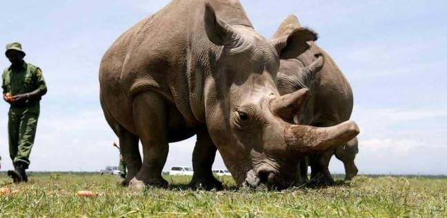 وحيد القرن الأبيض مهدد بالانقراض