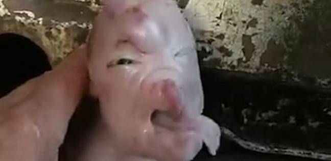 ولادة خنزير بوجه إنسان في الصين