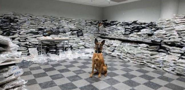 كلب يحبط عملية تهريب مخدرات بملايين الدولارات