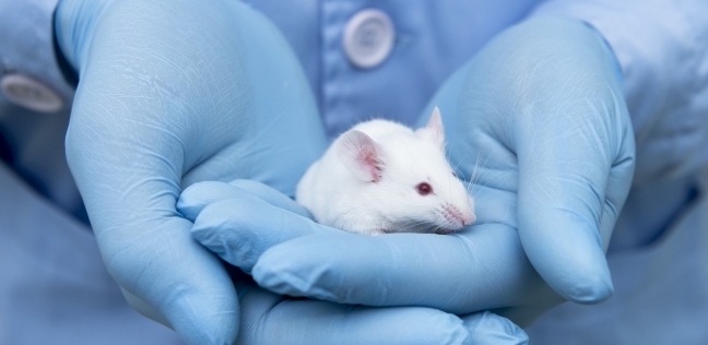 الفئران أصبحت من أكثر الكائنات الحية التي يتم استخدامها في التجارب العلمية المرتبطة بصحة الإنسان