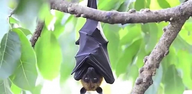 خفاش الفاكهة المصري