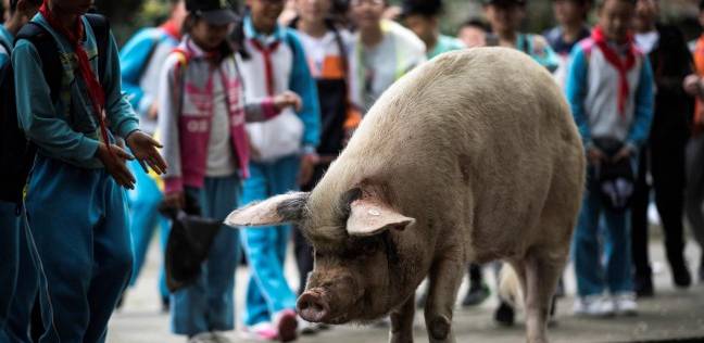 "تشو" الخنزير القوي في الصين