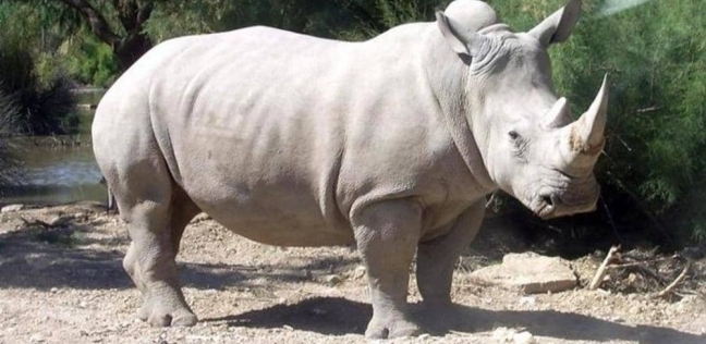 حيوان وحيد القرن .. هل ينقرض الكائن الضخم مثل الديناصورات؟