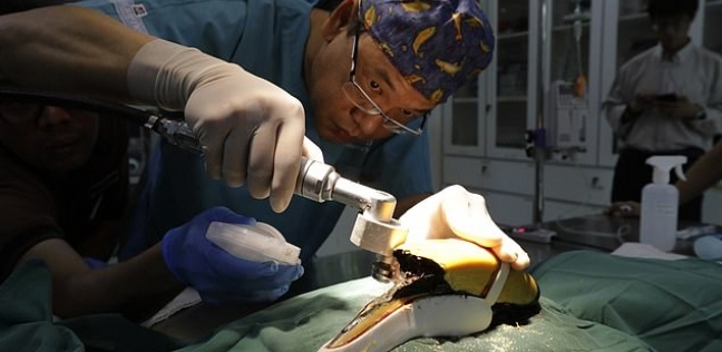 جراحة نادرة لطائر بتقنية ثلاثي ابعاد
