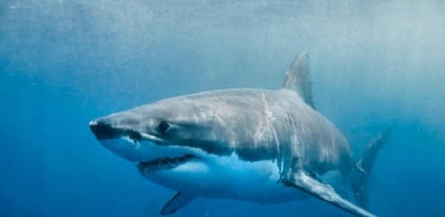 الهجوم الوحشي من سمكة القرش الأبيض المفترسة