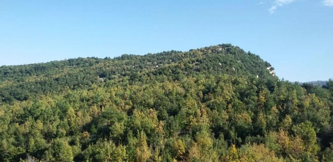 غابات لبنان