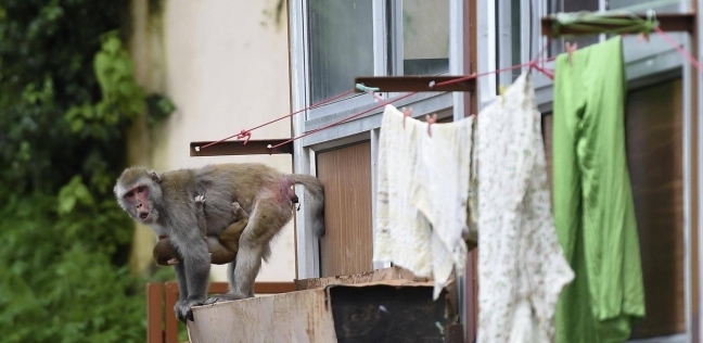القرود تنهي حياة رضيعة عمرها 8 أيام : خطفتها من البيت