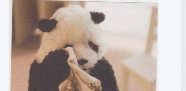 مغردون عن «الدبة الباندا»: «شلبوكا جاب أجلها»