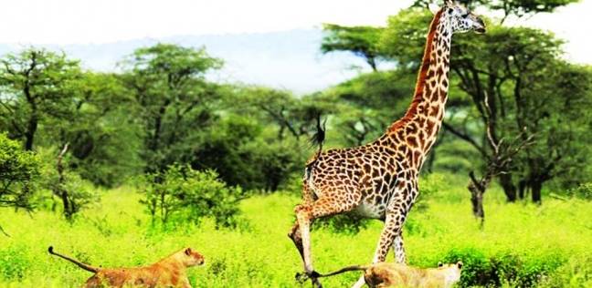 الاتحاد الدولي لحماية البيئة: الزراف على وشك الانقراض في كينيا