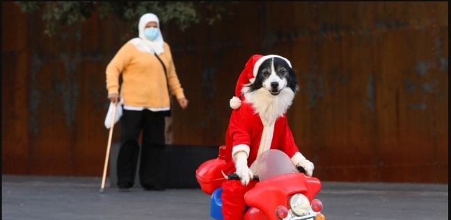 الكلب الذى يرتدى زى بابا نويل لاقتراب عيد الميلاد