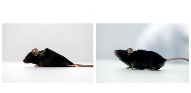 استعادة الحركة لفئران مشلولة