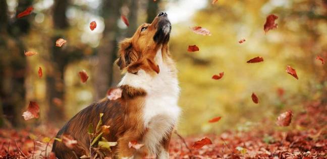 كلب وسط أجواء الخريف