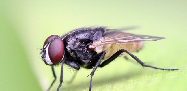 أستاذ حشرات يفجر مفاجأة بشأن تربية الذباب بالمنزل