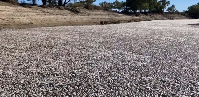 أسماك نافقة تغطي نهرا في أستراليا - أرشيفية