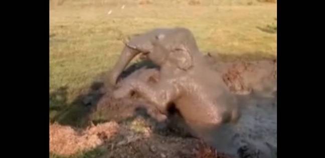 لحظة إنقاذ فيل غارق في الوحل
