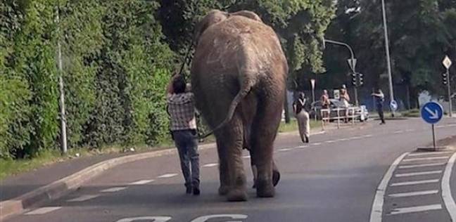 فيل يهرب من حديقة حيوان ألمانية ليذهب في نزهة بشكل سلمي