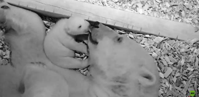 الدب الوليد مع أمه