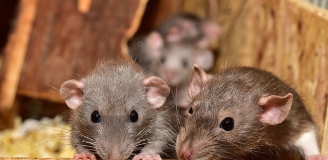 क्या सोते समय चूहे इंसानों के पास आते हैं?