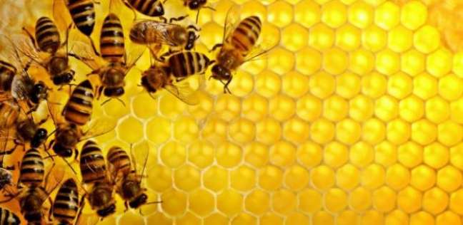 تراجع هائل في أعداد النحل يهدده بالانقراض!