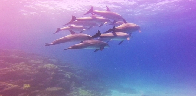 أسراب الدلافين تنعش السياحة في شواطئ الغردقة