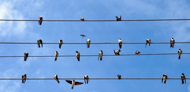 طيور تقف فوق أسلاك الكهرباء