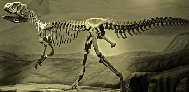 اكتشاف حفريات غريبة وبيض ديناصورات
