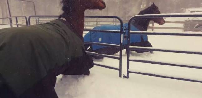 شاهد رد فعل الخيول بعد خروجها في "البرد" بأمريكا الشمالية