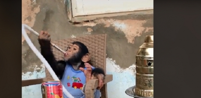شمبانزي يدخن الشيشة