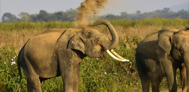 دهسه فيل ضخم.. مصرع جندي بريطاني في غابات مالاوي الإفريقية
