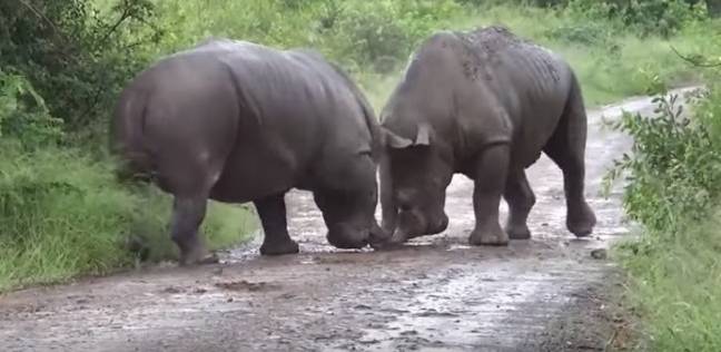 شاهد معركة شرسة بين حيوانين من نوع وحيد القرن