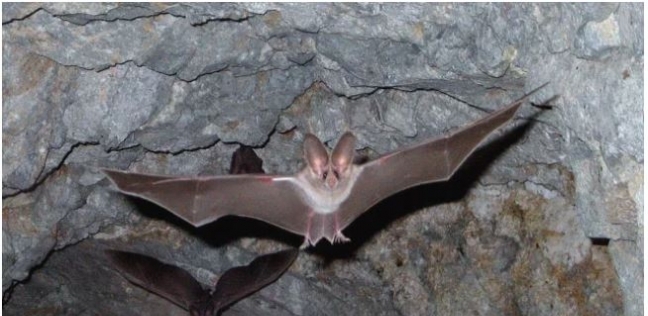مفاجأة صادمة .. العثور على فيروسات جديدة من كورونا في الخفافيش