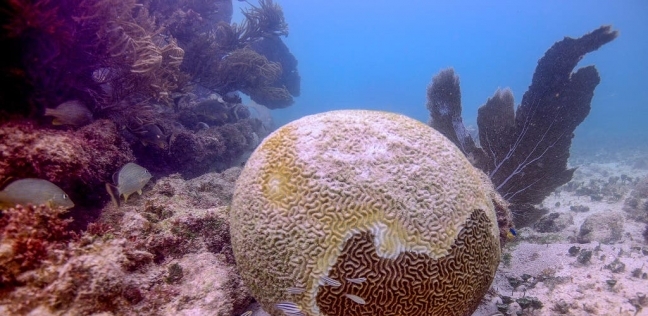 شبح الموت يهدد الشعاب المرجانية في الكاريبي