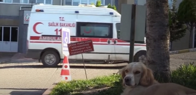 كلب ينتظر صاحب أمام المستشفى