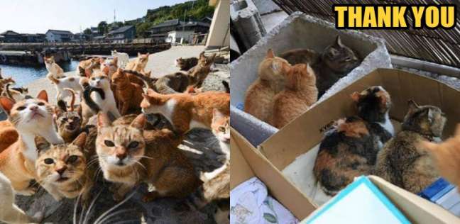 اجلاء القطط من جزيرة "أوكيشيما" اليابانية