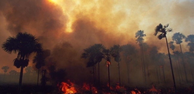 آخرها حريق الأمازون.. النيران تلتهم غابات العالم في شهر