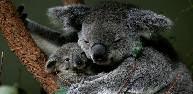 حيوان الكوالا الأكثر تضررا من حرائق الغابات فى استراليا