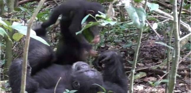 بالفيديو| شمبانزي يلاعب صغيره كالبشر تماما!