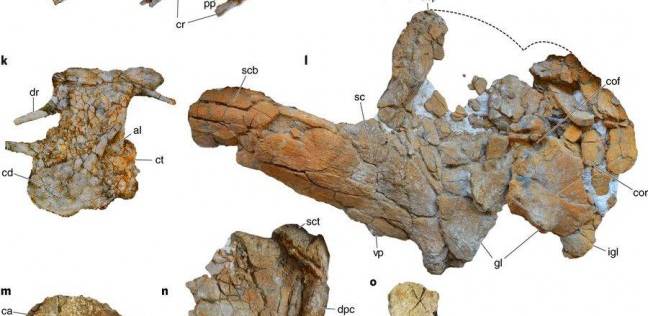 القصة الكاملة للبحث العلمي عن اكتشاف الديناصور المصري "منصوراصورس"